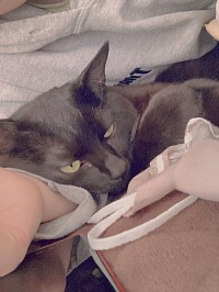 ぬこ